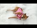動画：雪山で遊ぶ犬・abby（8歳）